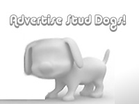 Add Your Stud Dog NOW! - Miniature Dachshund Stud Dog