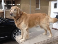 cisco - Golden Retriever Stud Dog