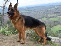 Ranger - German Shepherd Stud Dog