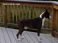 Boxer - Boxer Stud Dog