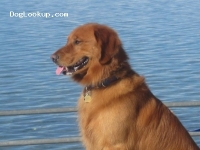Tahoe's Golden Eagle Luca - Golden Retriever Stud Dog