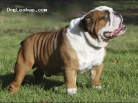 Izzy - English Bulldog Stud Dog