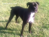 Reggie - Boxer Stud Dog