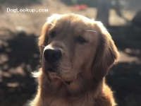 Linda Belhumeur - Golden Retriever Stud Dog