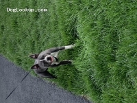 Robbin Young - Boston Terrier Stud Dog