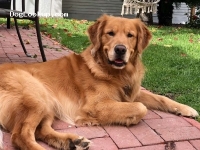 Cooper - Golden Retriever Stud Dog
