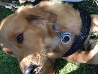 Marley - Golden Retriever Stud Dog