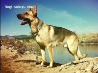 Duke - German Shepherd Stud Dog