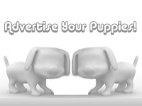 Add Your Puppy NOW! - Petit Basset Griffon Puppy